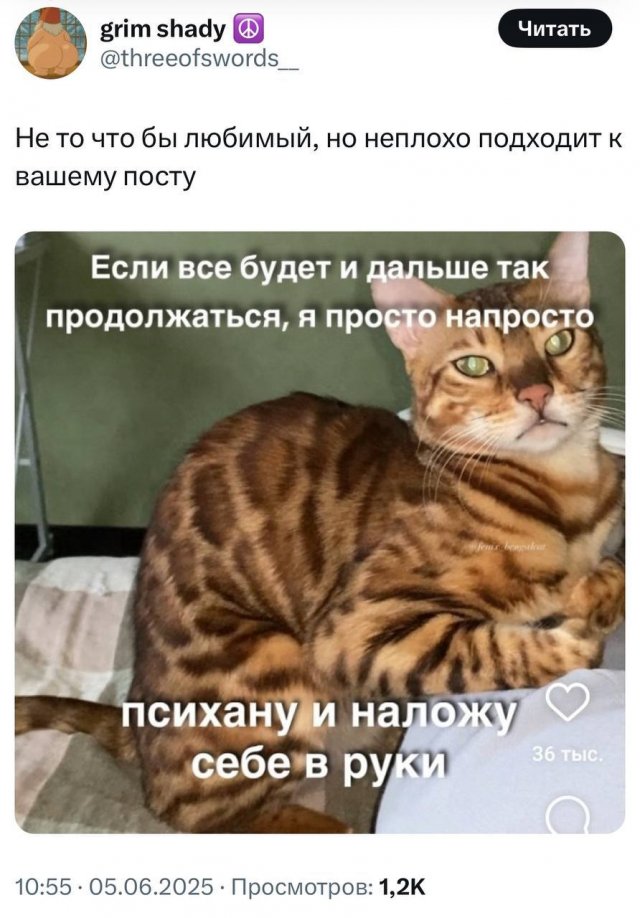 Любимые мемы с котами - кладезь грустных цитат