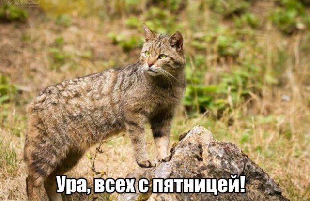 Трынделка - 06.06.2025