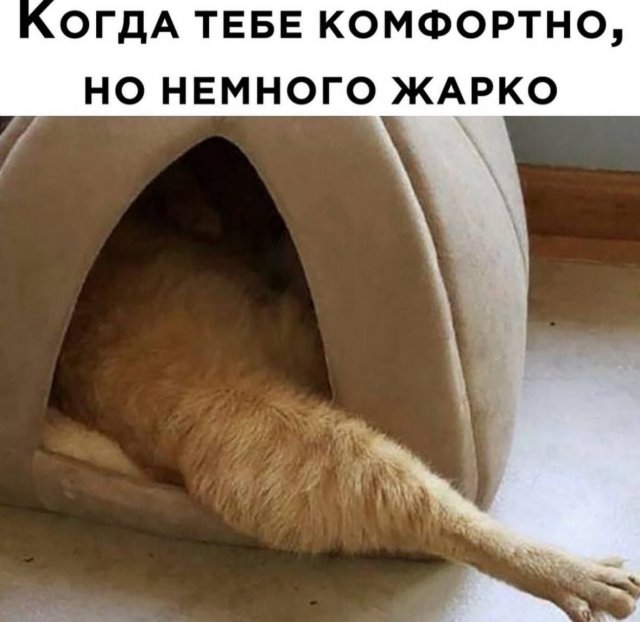 Смешные картинки - 06.06.2025