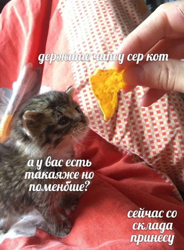 Лучшие шутки и мемы из Сети - 11.06.2025