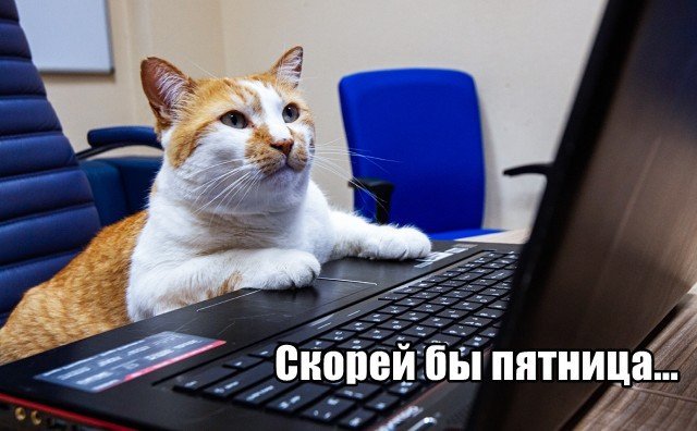 Трынделка - 11.06.2025