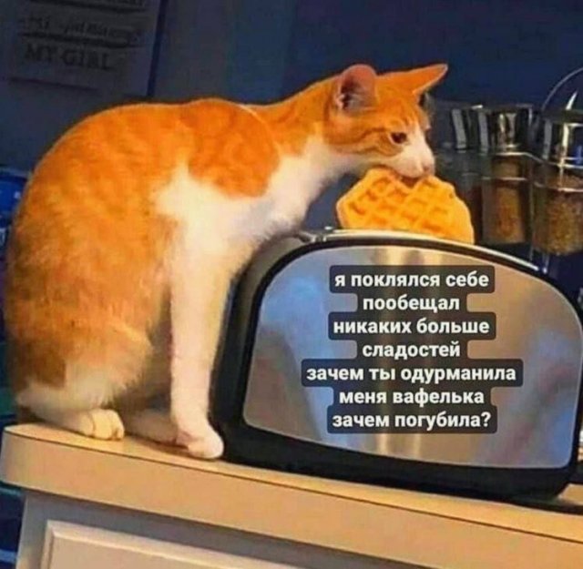 Смешные мемы - 11.06.2025