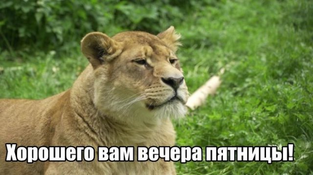 Трынделка - 12.06.2025