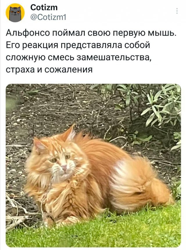 Смешные картинки - 13.06.2025
