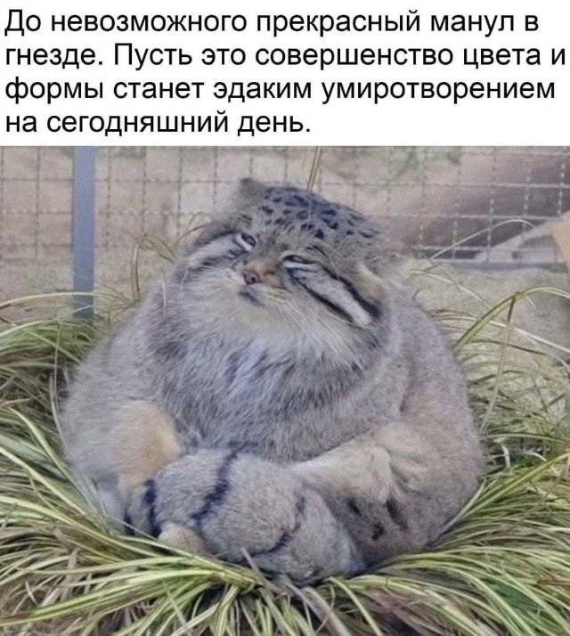 Лучшие шутки и мемы из Сети - 13.06.2025