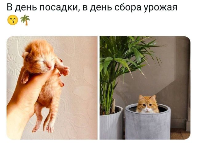 Лучшие шутки и мемы из Сети - 13.06.2025
