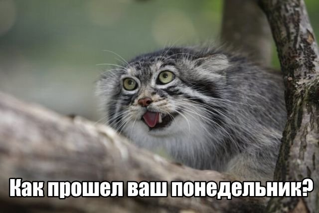 Трынделка - 16.06.2025