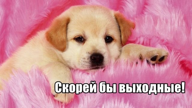 Трынделка - 17.06.2025