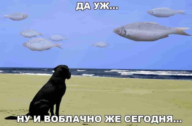Лучшие картинки и мемы из Сети - 17.06.2025