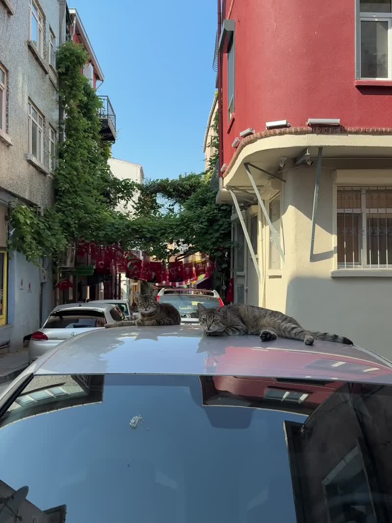 Коты Стамбула