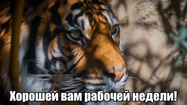 Трынделка - 18.06.2025