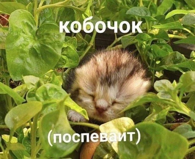 Лучшие шутки и мемы из Сети - 18.06.2025