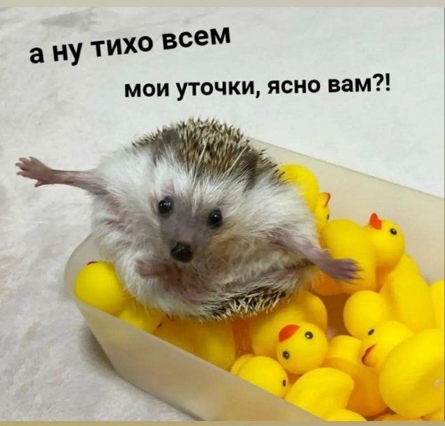 Лучшие шутки и мемы из Сети - 18.06.2025