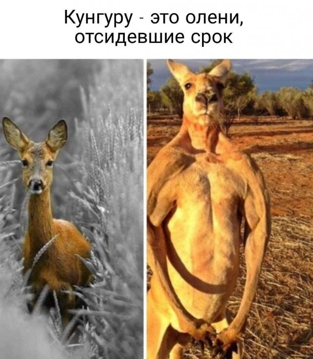 Смешные мемы - 19.06.2025