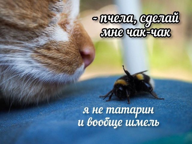Смешные мемы - 19.06.2025