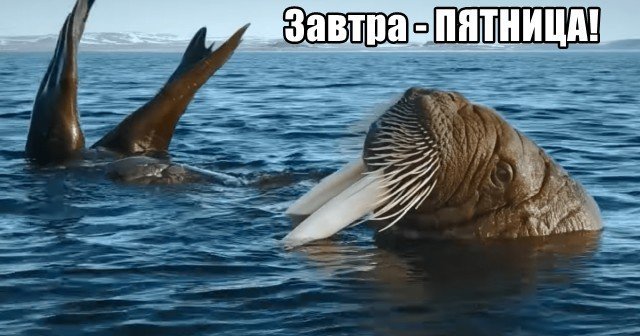 Трынделка - 19.06.2025