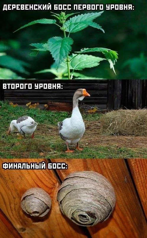 Смешные картинки - 19.06.2025