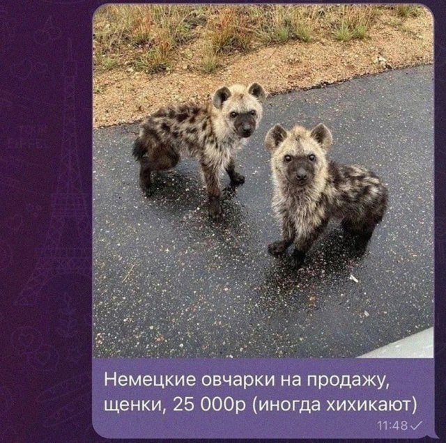 Лучшие шутки и мемы из Сети - 20.06.2025
