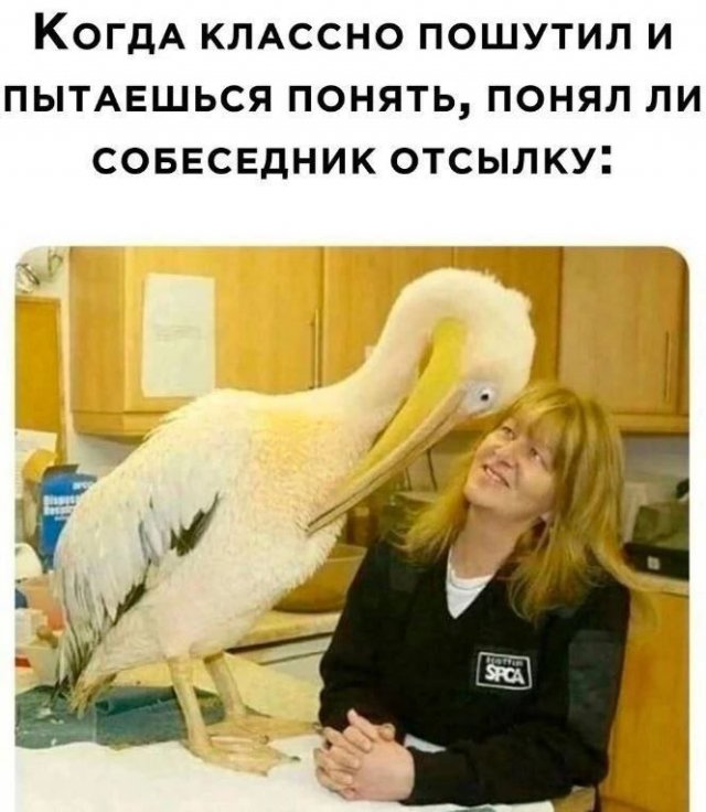 Лучшие шутки и мемы из Сети - 20.06.2025