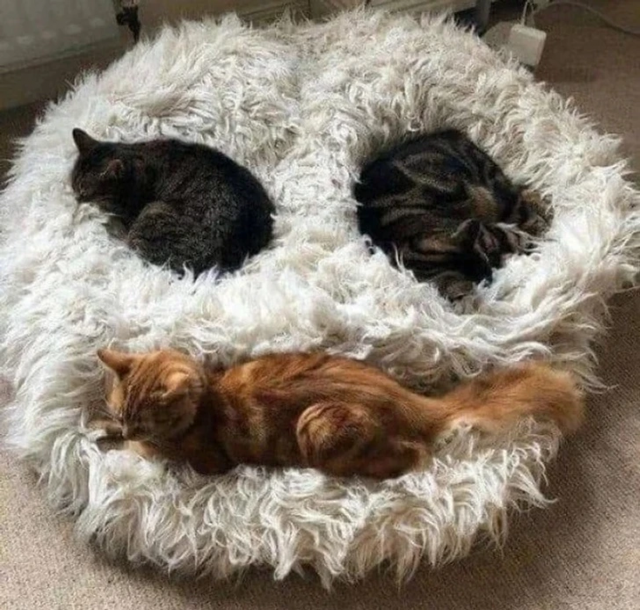 «Мои коты сами нарисовали смайлик»