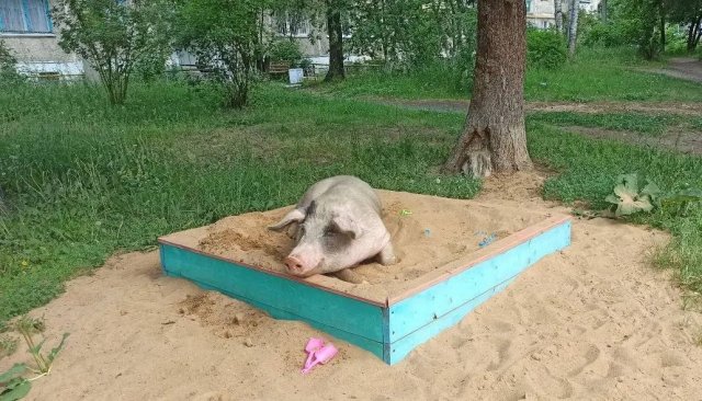 Нашествие свиней в Свердловской области
