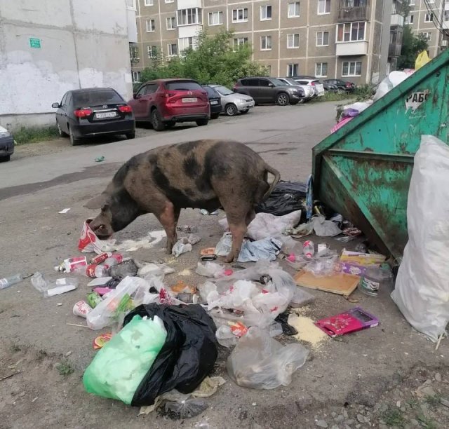 Нашествие свиней в Свердловской области