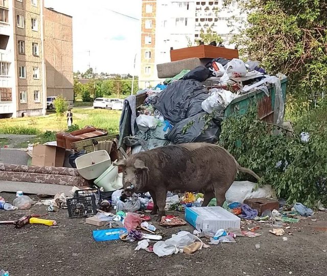 Нашествие свиней в Свердловской области