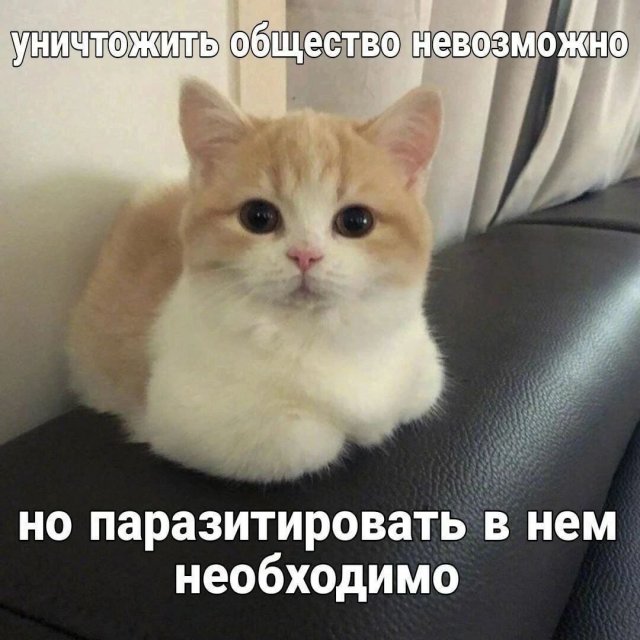 Смешные мемы - 24.06.2025