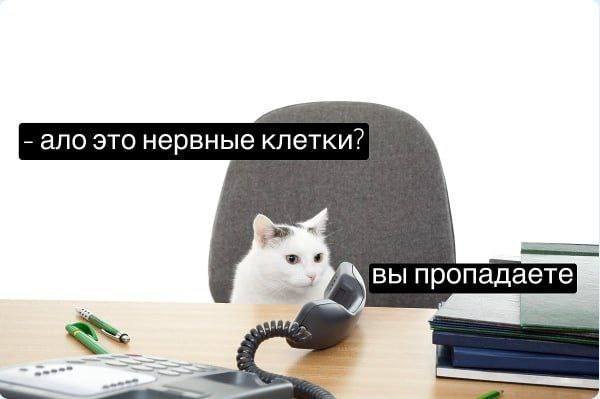 Смешные мемы - 24.06.2025