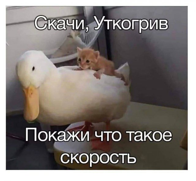 Смешные мемы - 24.06.2025