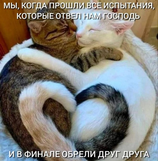 Смешные картинки - 24.06.2025
