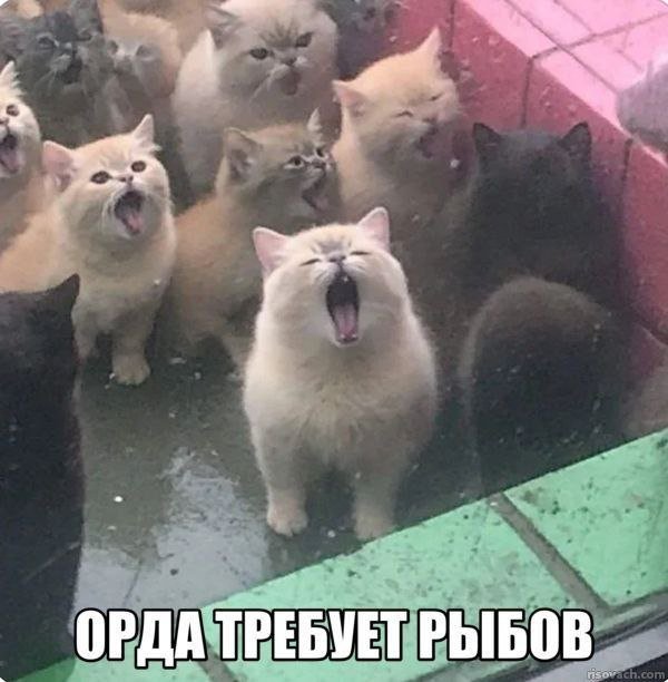 Смешные картинки - 24.06.2025