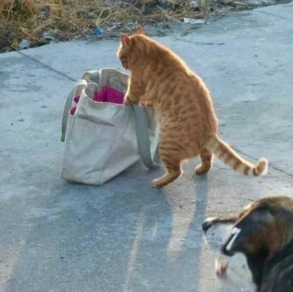 Что тут у нас плохо лежит? Что тут у нас плохо лежит?