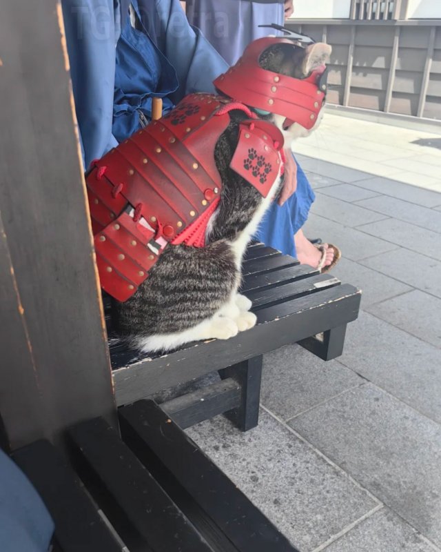 В Японии есть настоящий кот-самурай по кличке Котэцу-кун