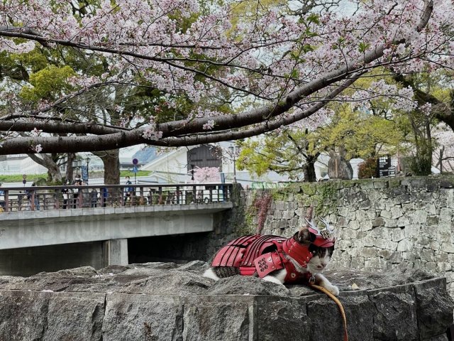 В Японии есть настоящий кот-самурай по кличке Котэцу-кун