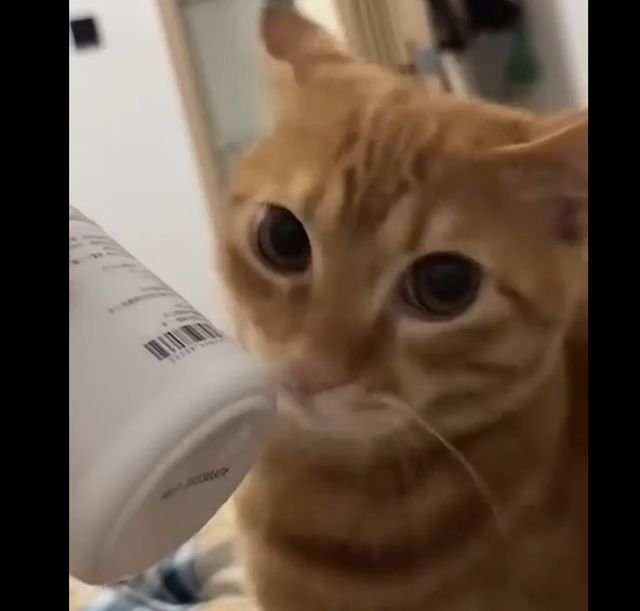 Вечно голодные коты