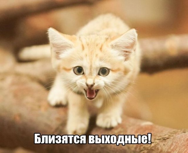 Трынделка - 27.06.2025