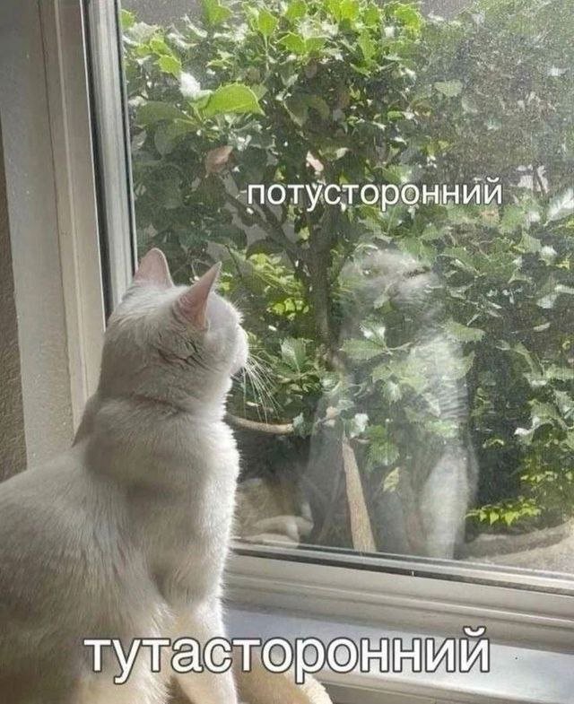 Смешные мемы - 30.06.2025