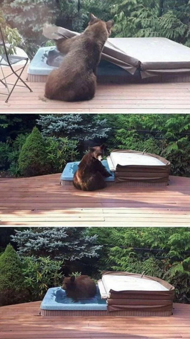 Всё для людей и даже медведей