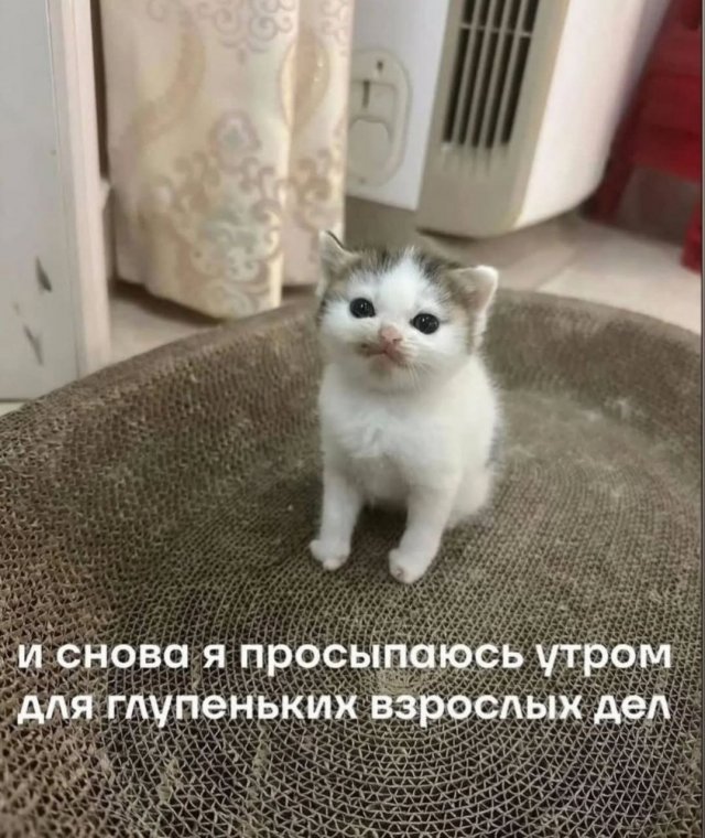 Смешные картинки - 02.07.2025