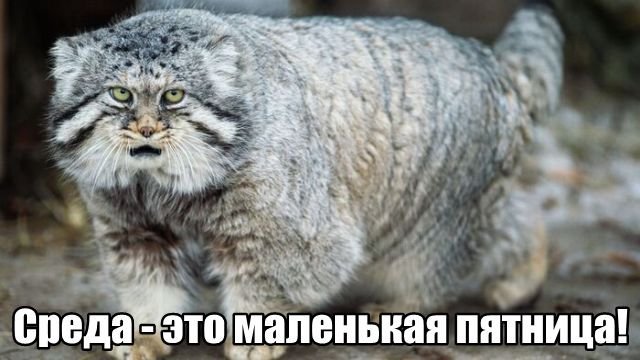 Трынделка - 02.07.2025