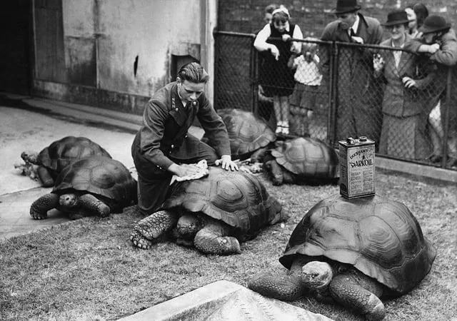 Смотритель лондонского зоопарка полирует панцири слоновых черепах, 1930-е Смотритель лондонского зоопарка полирует панцири слоновых черепах, 1930-е