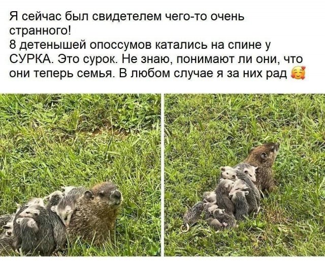 Смешные картинки - 03.07.2025