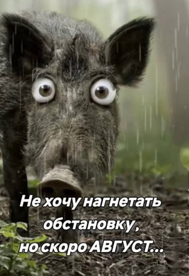 Подборка картинок. Вечерний выпуск - 03.07.2025