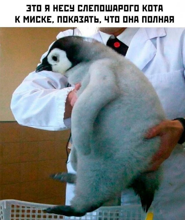 Смешные картинки - 04.07.2025
