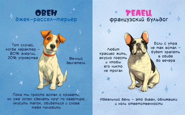 Астролог рассказал, какая вы собака по знаку зодиака