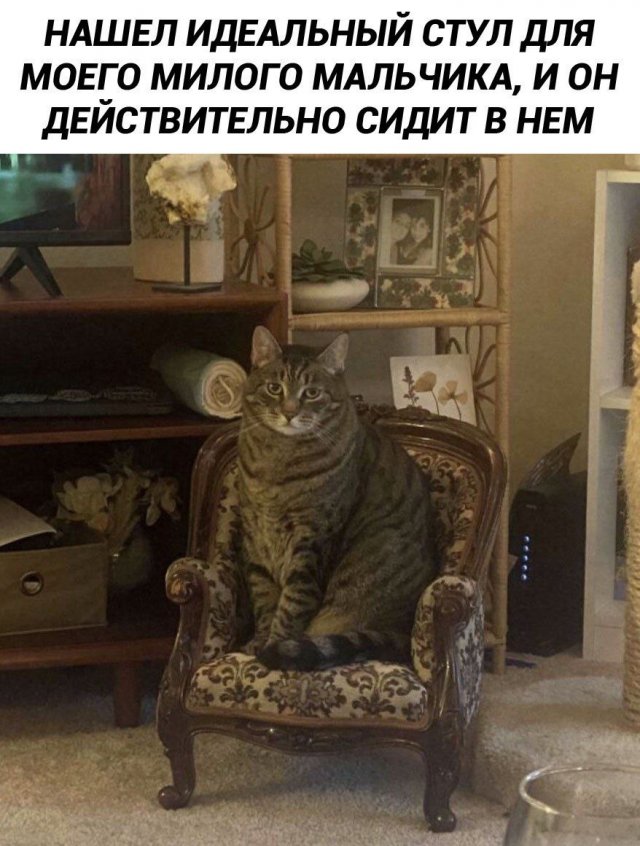 Лучшие шутки и мемы из Сети - 08.07.2025