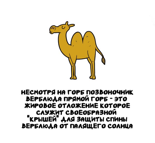 Интересные факты на все случаи жизни