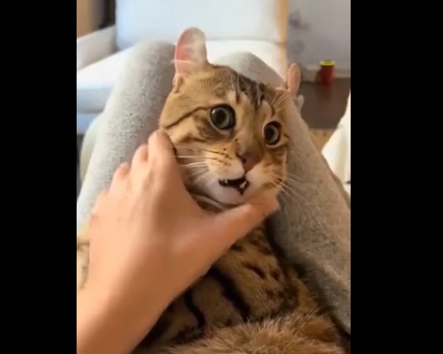 Когда сломала кота одной фразой