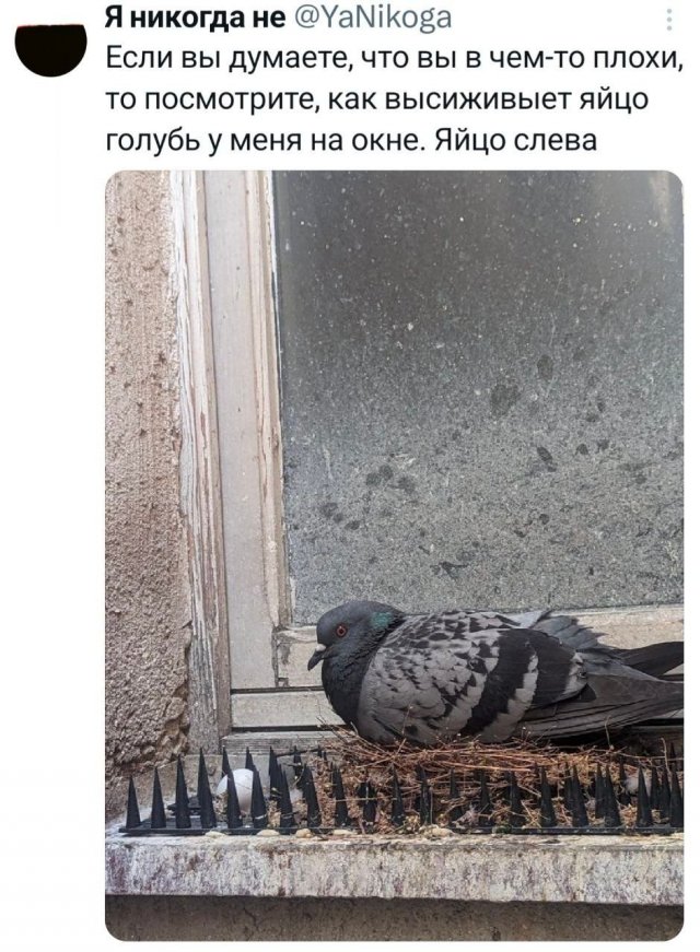 Подборка забавных твитов обо всем